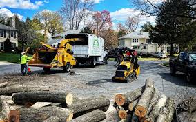 How Our Tree Care Process Works  in  Tatum, TX