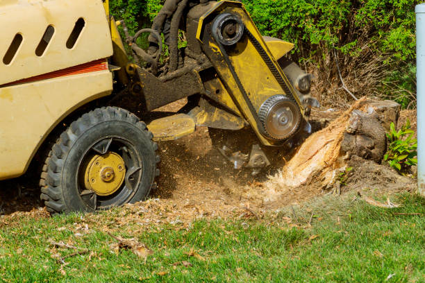 Best Lawn Pest Prevention  in Tatum, TX